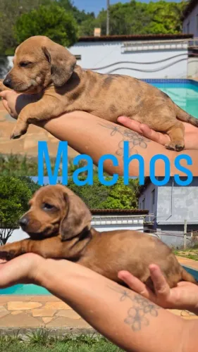 Filhote de dachshund arlequim ( salsicha mofadinho)