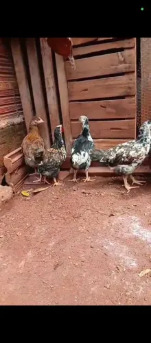 Franguinho galinha sertaneja balão gsb