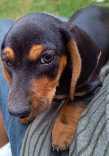 Vendo daschund salsicha cofap filhotes