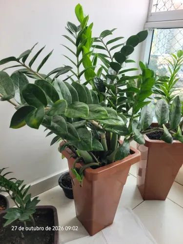 Zamioculca plantada vaso