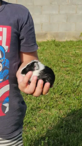Porquinho-da-Índia - Lindo e Fofo ?<br>