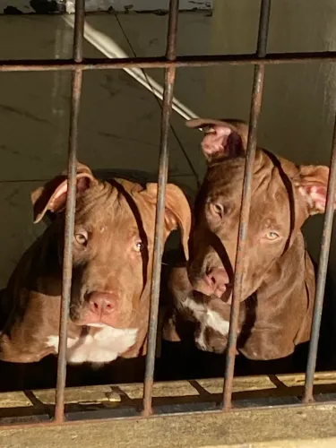 PitBull Monster