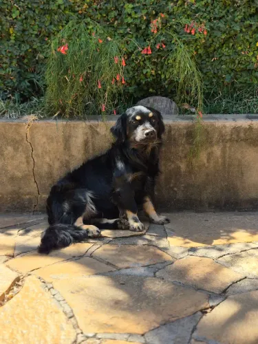 Cachorro doação macho castrado 8 meses
