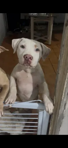Pitbull