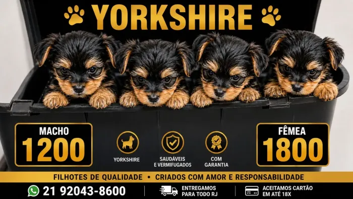 Yorkshire micro macho e Femea raça pura lindos