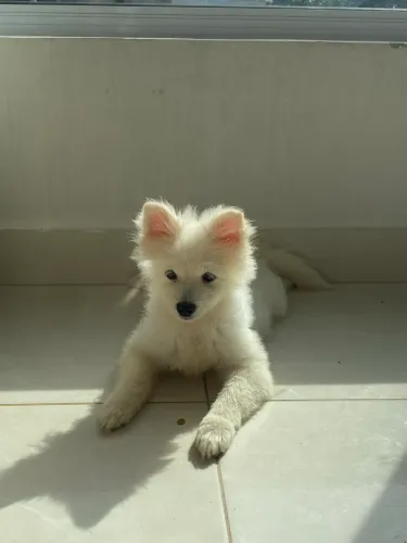 Spitz alemão macho