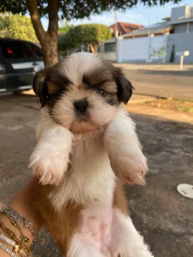 Filhote de Shihtzu fêmea