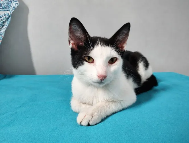 Gato