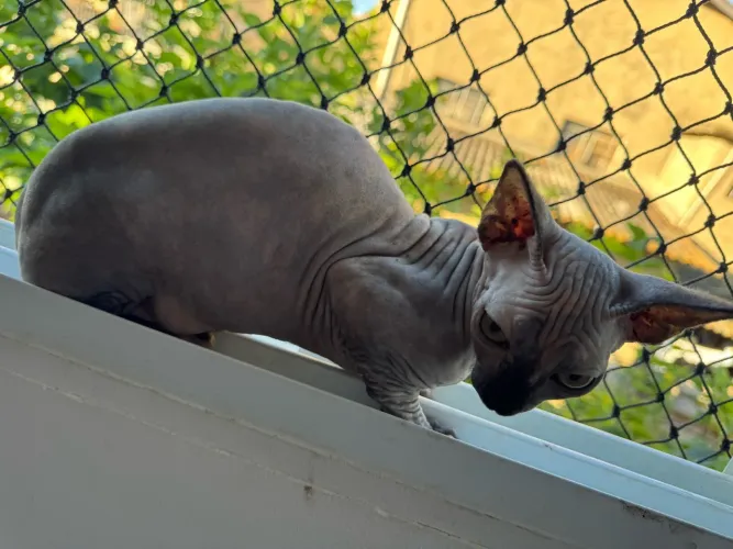 Vende-se filhotes de Sphynx fêmeas