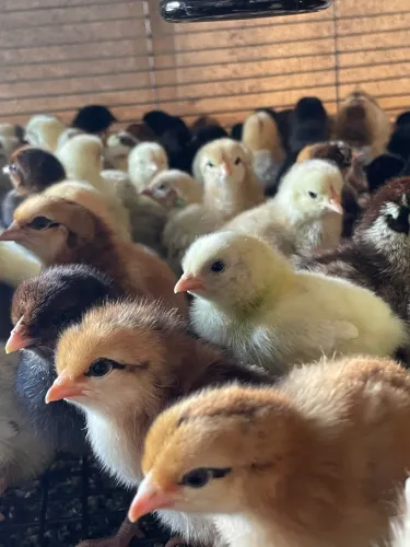 Pintinhos charrua