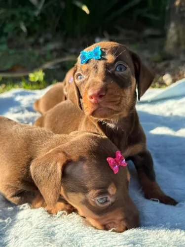 DASHCHUND (SALSICHINHA)