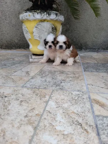 Filhotes de Shihtzu