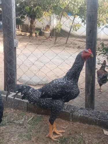 Galo caipira 