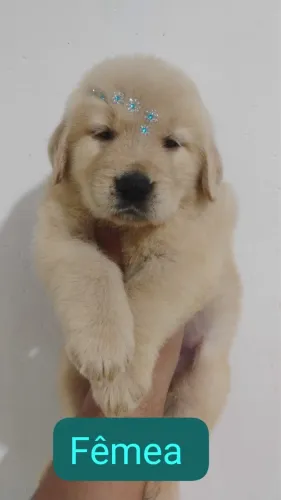 Golden femea com 50 dias vermifugada