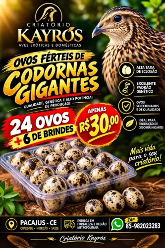 OVOS FÉRTEIS CODORNAS