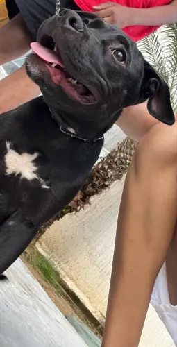 Filhote de pitbull fêmea