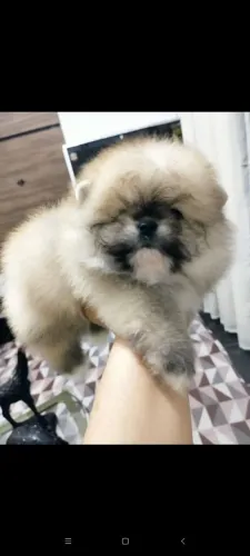 Menino de Spitz ursinho anão