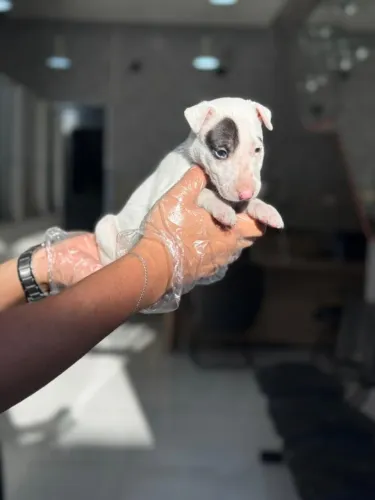 Bull Terrier Inglês LIndos filhotes com excelente padrão da raça, todos com Pedigree