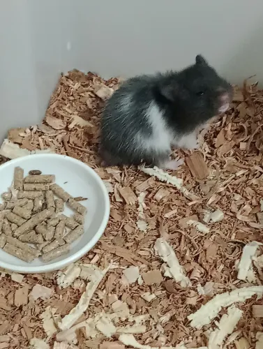 Hamster