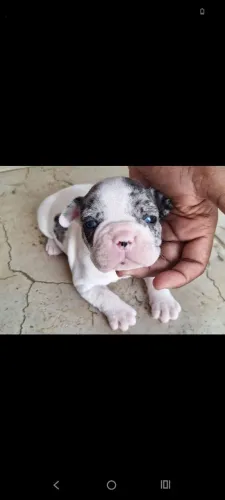 Filhotes de Bulldog francês.