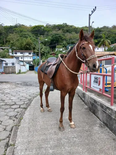 Cavalo mangalarga 
