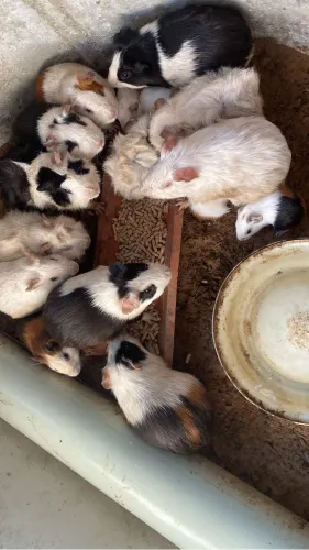 Vende-se porquinhos da índia