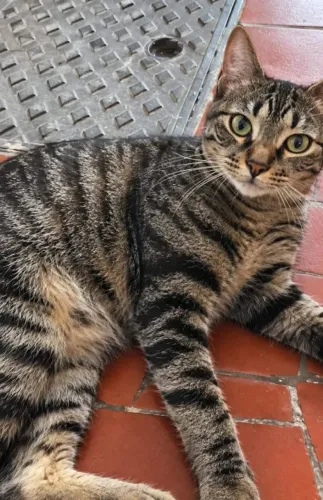 gato macho castrado para doação