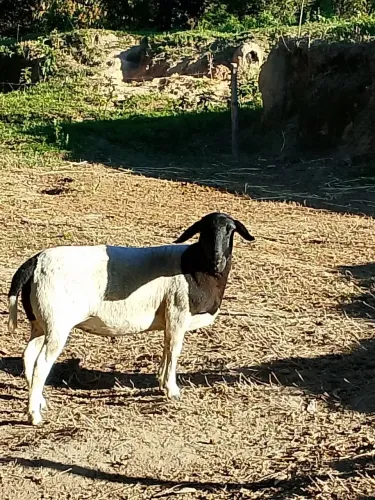 ovelha