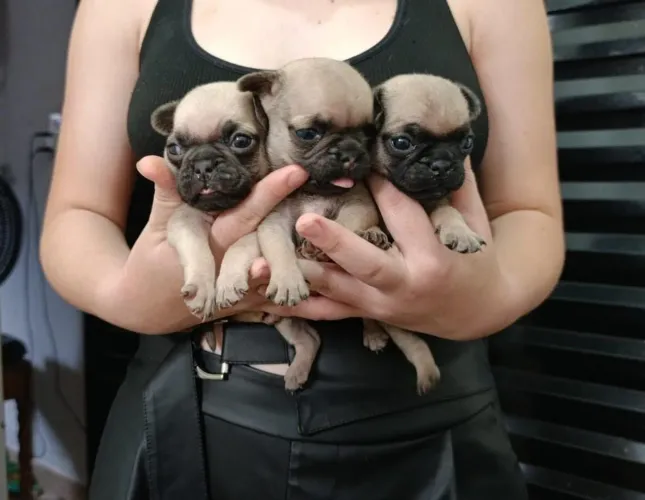 Filhotes de pug
