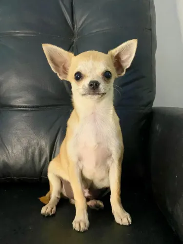 Chihuahua Macho
