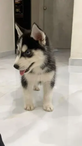 Husky siberiano Fofura de primeira qualidade