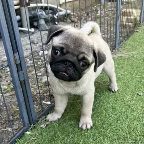 Filhotes pug dócil e saudável de ótima genética selecionada para lar