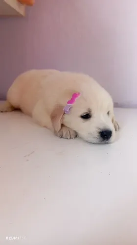 Filhote de Golden Retriever 