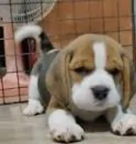 Beagle Um filhote que une beleza e temperamento incrível