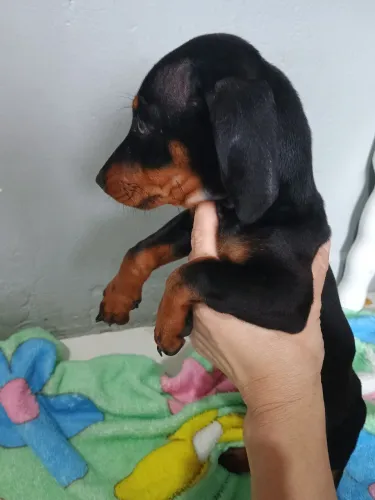 Dachshund (salchicha)