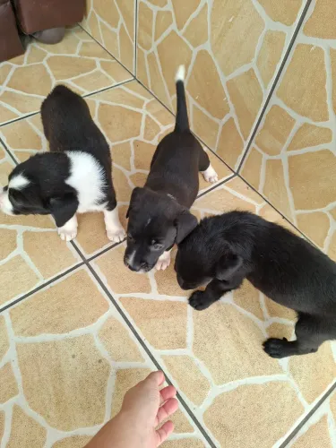 Adoção cachorro