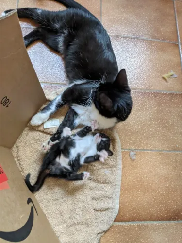 Doação Gatinhos 1 mês de idade (resta apenas 1)