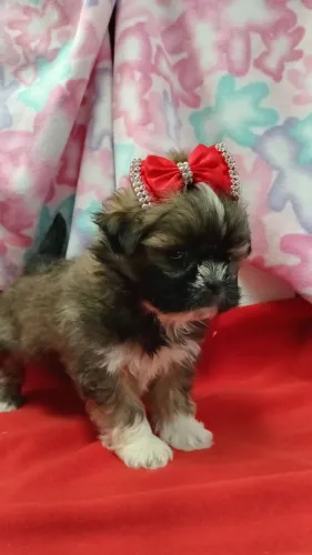 Shih Tzu