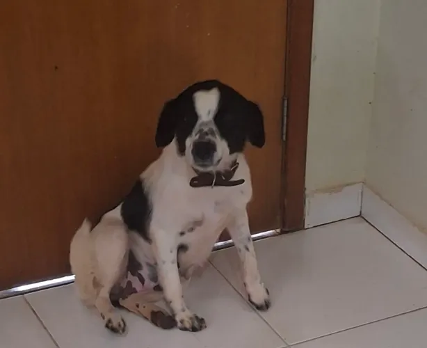 Cachorra castrada (3)