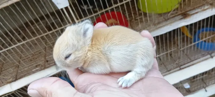 Filhotes de netherland dwarf disponíveis 