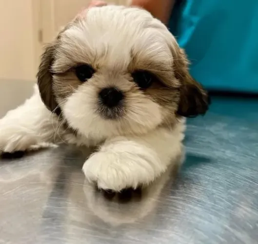 Filhotes de Shih Tzu | Um pet para levar mais amor à sua casa.