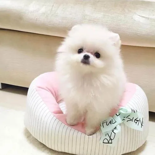 Filhote spitz alemão, O Amor Mais Puro Que Você Pode Ter em Sua Vida!