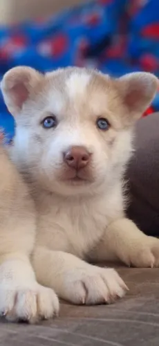 Filhotes de husky siberiano disponíveis entregas