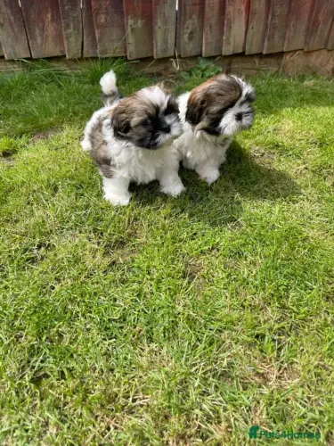 Shih Tzu/ Shitzu cachorro de apartamento mansinho filhotes vacinados macho e fêmea