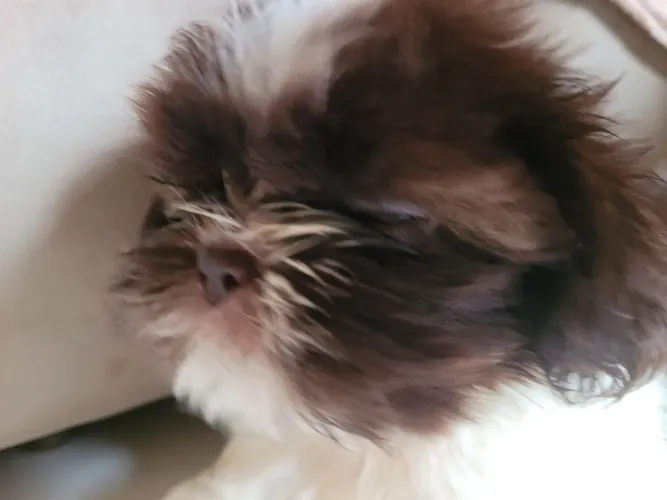Filhote da Raça Shihtzu Femea