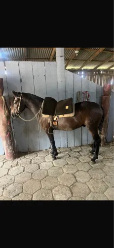 Cavalo crioulo