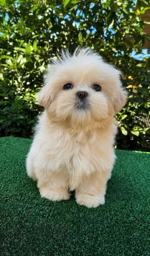 Shihtzu femea