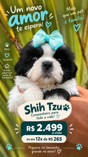 Linda bb Shih Tzu fêmea a pronta entrega