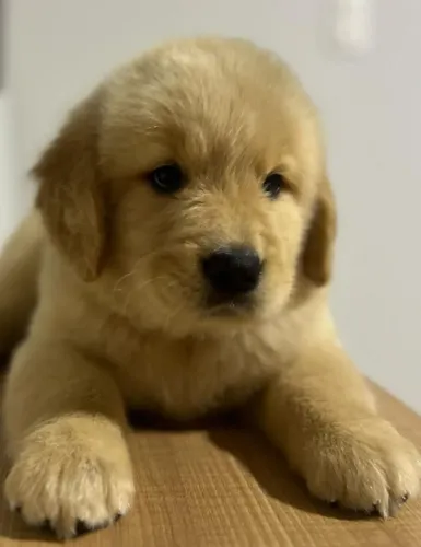 Golden vacinados