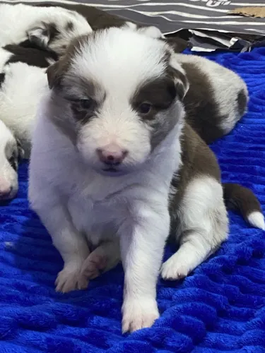 Border collie fêmea marrom merle pedigree cbkc